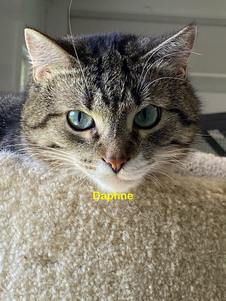 Daphne, an adoptable Domestic Short Hair in Plattsburgh, NY, 12901 | Photo Image 1