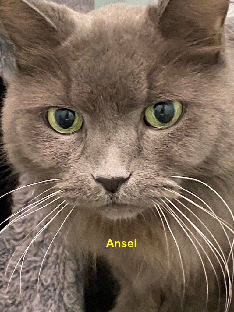 Ansel, an adoptable Domestic Long Hair in Plattsburgh, NY, 12901 | Photo Image 1