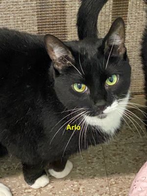 Arlo, Adult Male unknown
