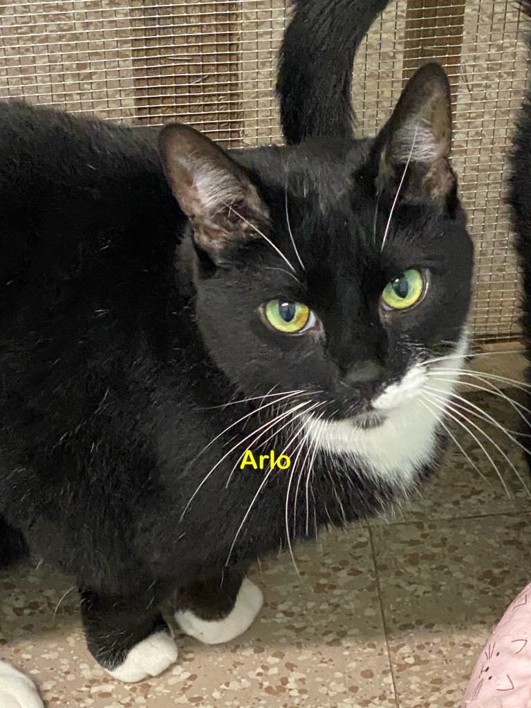 Arlo, an adoptable Domestic Long Hair in Plattsburgh, NY, 12901 | Photo Image 1