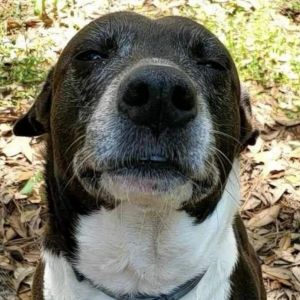 SKIPPY Mixed Breed Dog