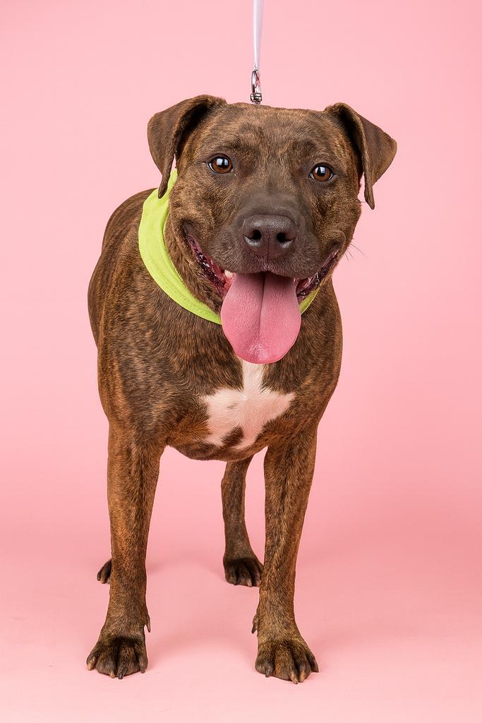 Trix, an adoptable Mixed Breed in Florence, SC, 29506 | Photo Image 1