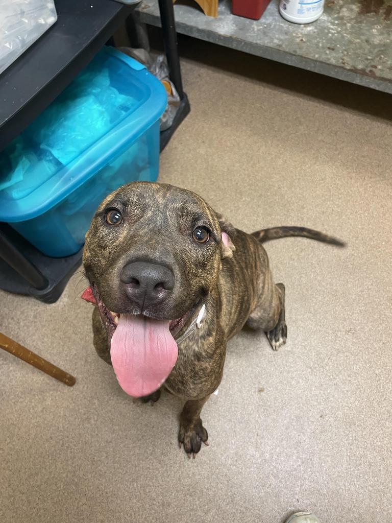 Trix, an adoptable Mixed Breed in Florence, SC, 29506 | Photo Image 2