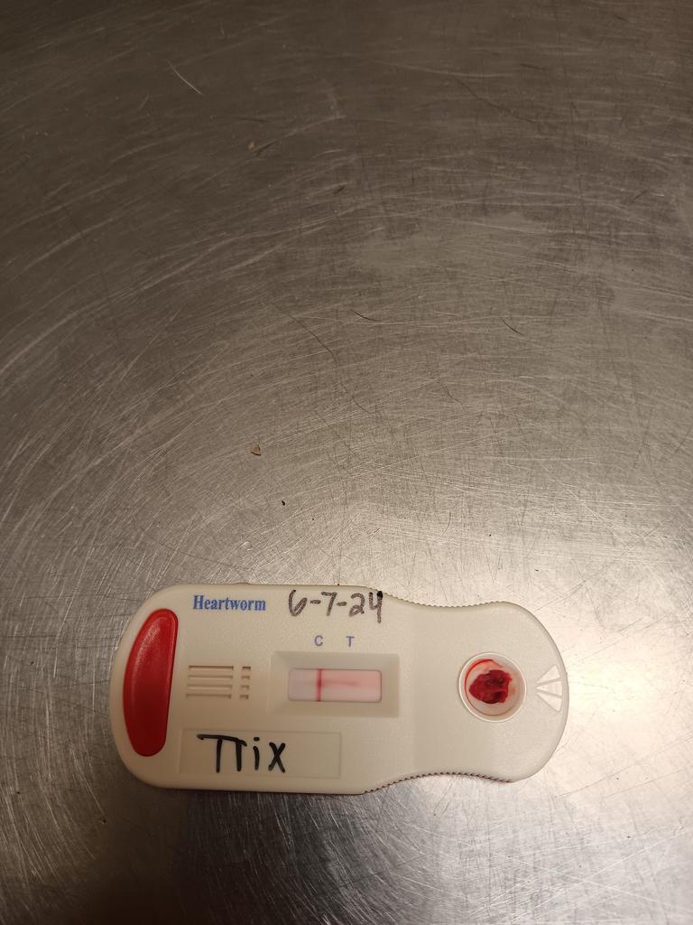 Trix, an adoptable Mixed Breed in Florence, SC, 29506 | Photo Image 3