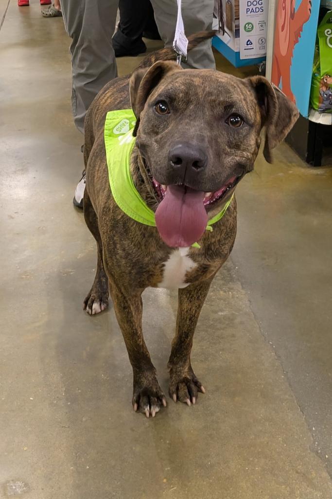 Trix, an adoptable Mixed Breed in Florence, SC, 29506 | Photo Image 4