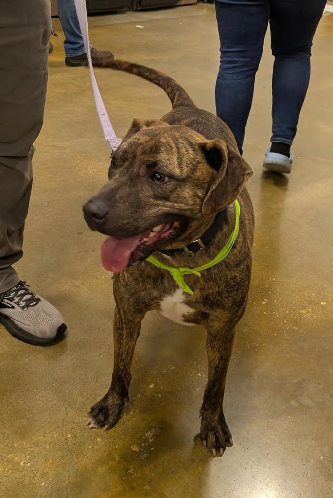 Trix, an adoptable Mixed Breed in Florence, SC, 29506 | Photo Image 5