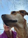 Maximus photo 4