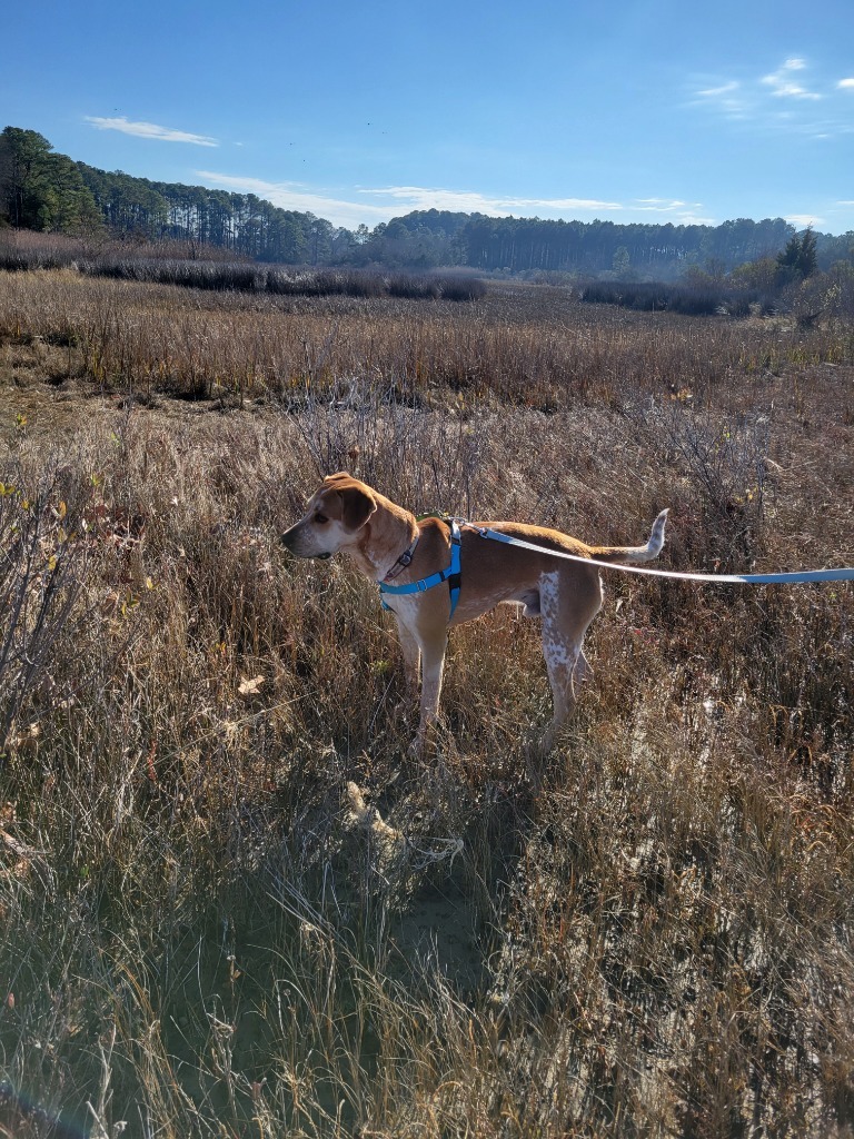 Maximus