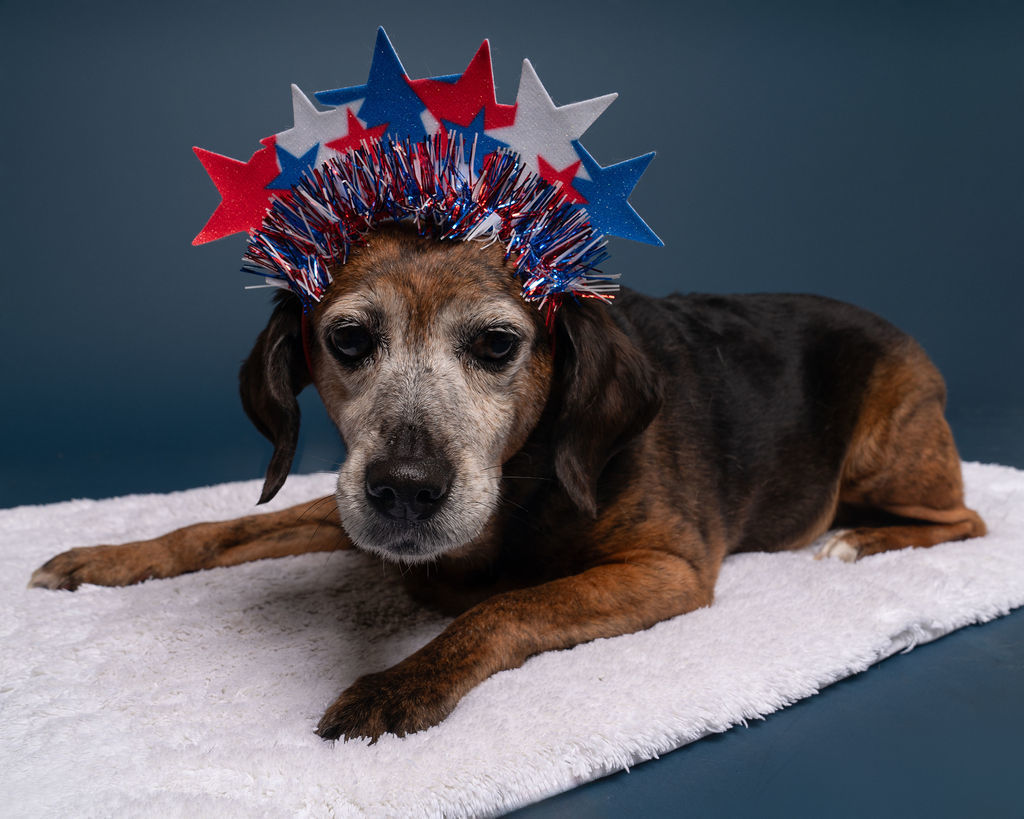 Charlotte, an adoptable Beagle, Plott Hound in Winnabow, NC, 28479 | Photo Image 3