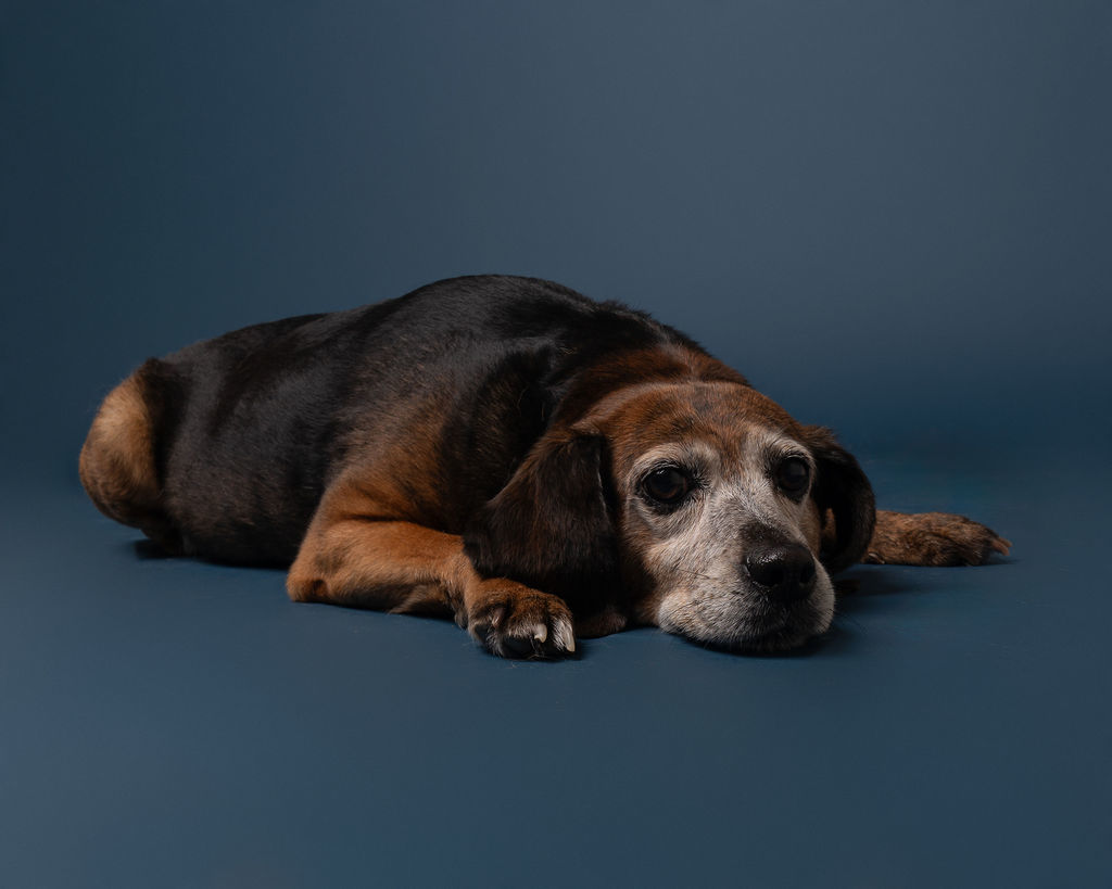 Charlotte, an adoptable Beagle, Plott Hound in Winnabow, NC, 28479 | Photo Image 4