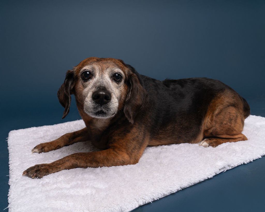 Charlotte, an adoptable Beagle, Plott Hound in Winnabow, NC, 28479 | Photo Image 6