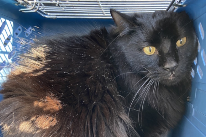 Rotini, an adoptable Domestic Long Hair in Virginia Beach, VA, 23455 | Photo Image 1