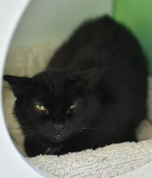 Jelly came to Good Mews when she found herself at a local county shelter with two kittens in tow Sh