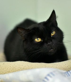 Jelly came to Good Mews when she found herself at a local county shelter with two kittens in tow Sh