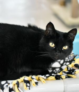 Jelly came to Good Mews when she found herself at a local county shelter with two kittens in tow Sh