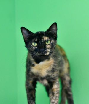 Soleil Domestic Medium Hair Cat