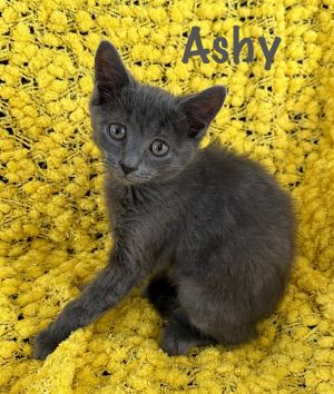 Ashy Russian Blue Cat