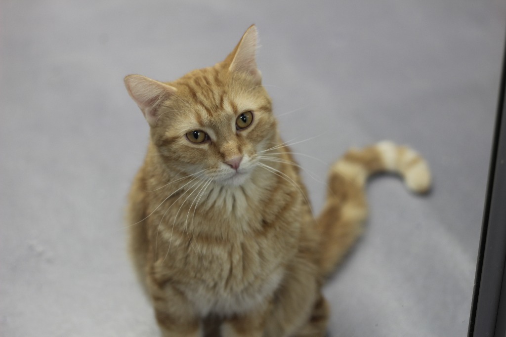 Merlin