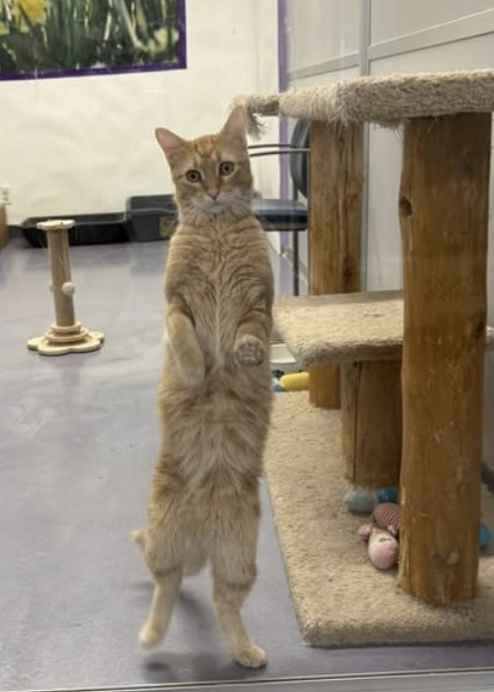 Merlin, an adoptable Domestic Short Hair in Rockford, IL, 61126 | Photo Image 2