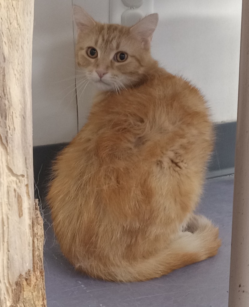 Merlin