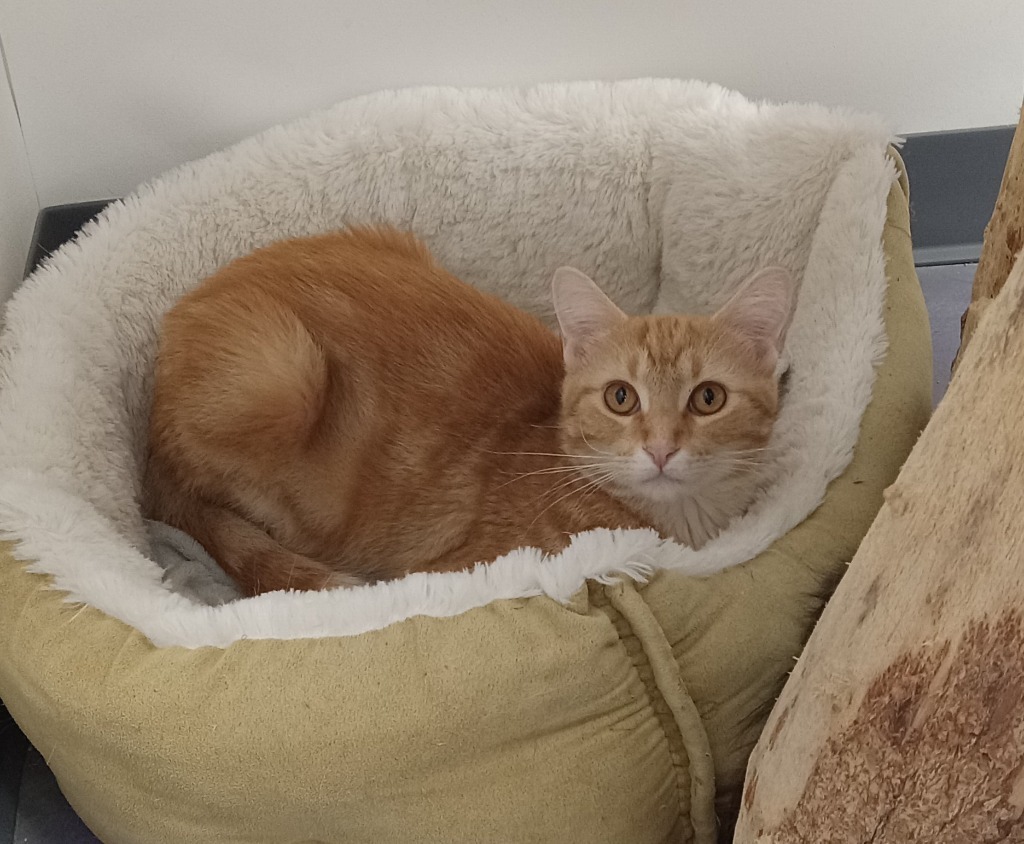 Merlin