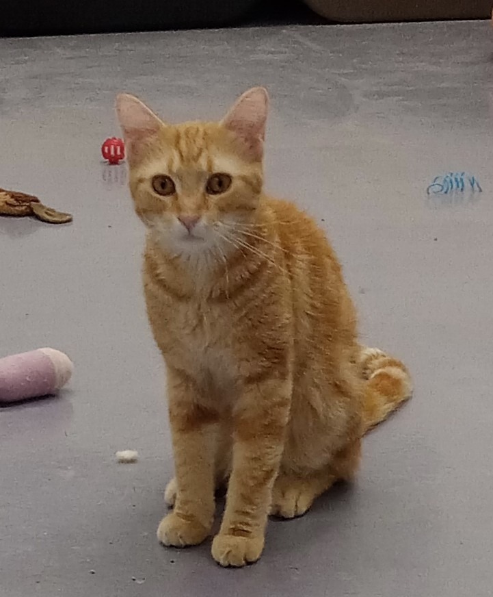 Merlin