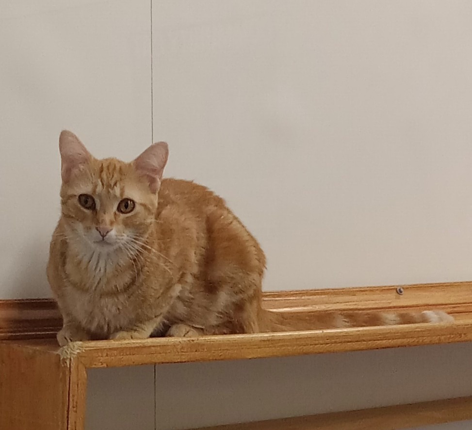 Merlin