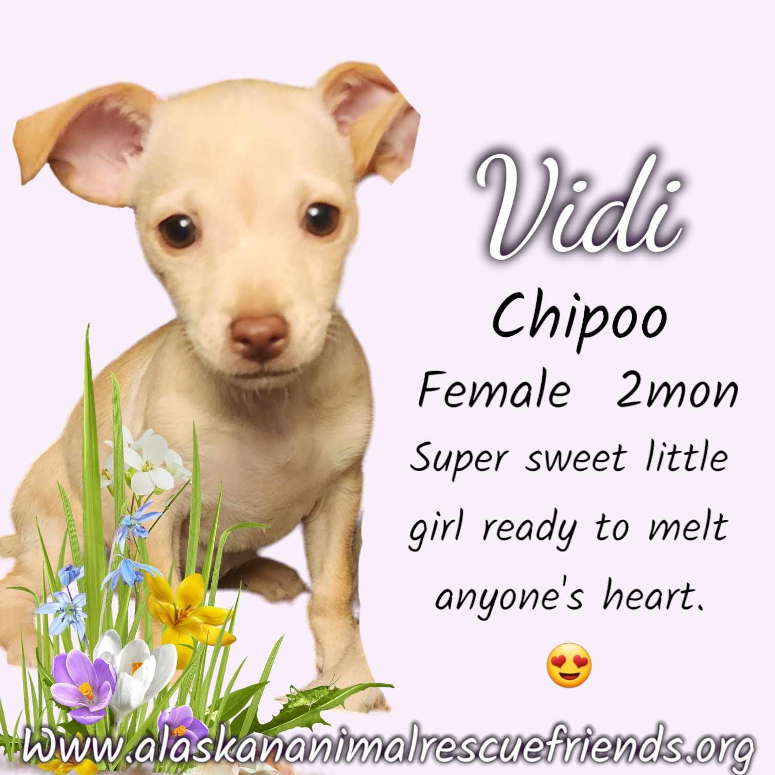 Vidi, an adoptable Chihuahua, Poodle in Anchorage, AK, 99503 | Photo Image 1