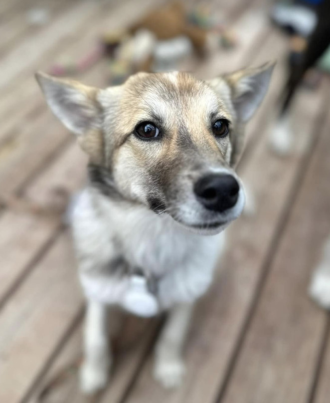 Bellatrix, an adoptable Shetland Sheepdog / Sheltie, Husky in Anchorage, AK, 99503 | Photo Image 1