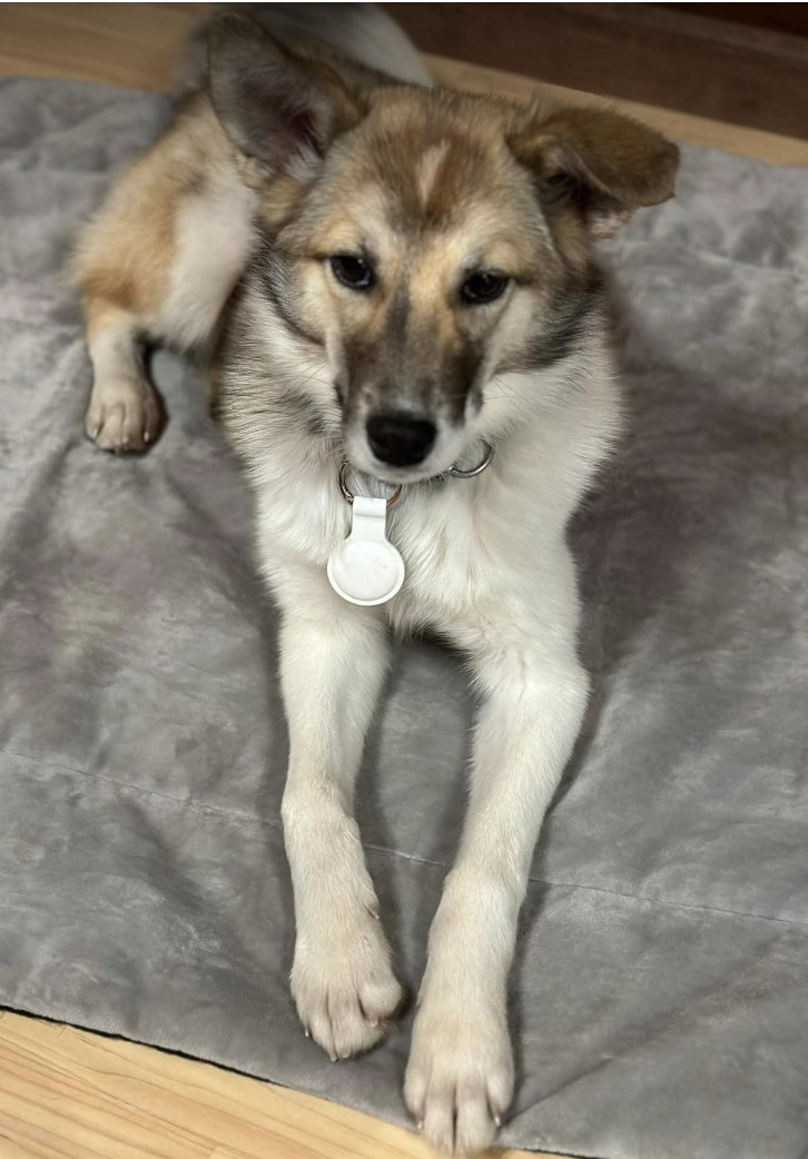 Bellatrix, an adoptable Shetland Sheepdog / Sheltie, Husky in Anchorage, AK, 99503 | Photo Image 3