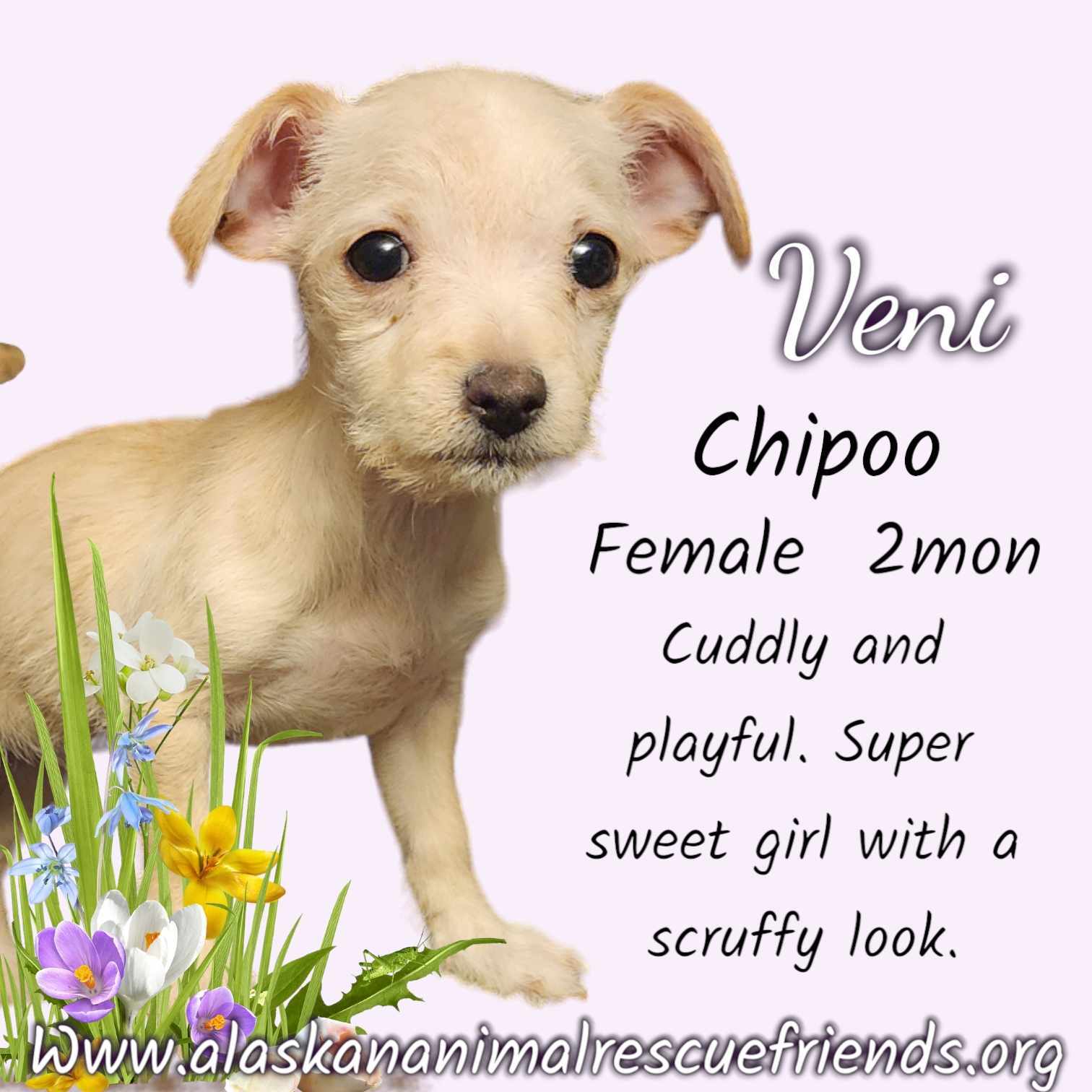 Veni, an adoptable Chihuahua, Poodle in Anchorage, AK, 99503 | Photo Image 1