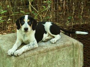 This darling puppy needs a good home Cherokee is a black and white male He was born in February an