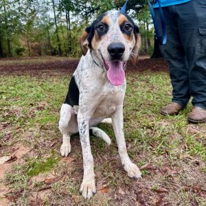 Meet Cherokee a sweet and loving boy whos ready to find his forever home Born on 2424 this han