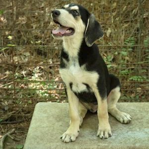 This darling puppy needs a good home Mato is a black and tan male He was born in February and