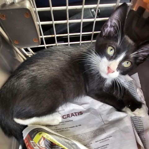 Anubis, an adoptable Domestic Short Hair in Guaynabo, PR, 00969 | Photo Image 1