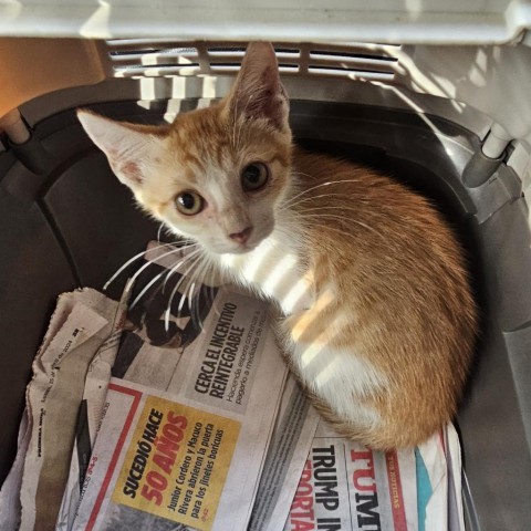 Ra, an adoptable Domestic Short Hair in Guaynabo, PR, 00969 | Photo Image 1