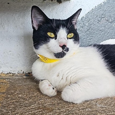 Maria A, an adoptable Domestic Short Hair in Guaynabo, PR, 00969 | Photo Image 1