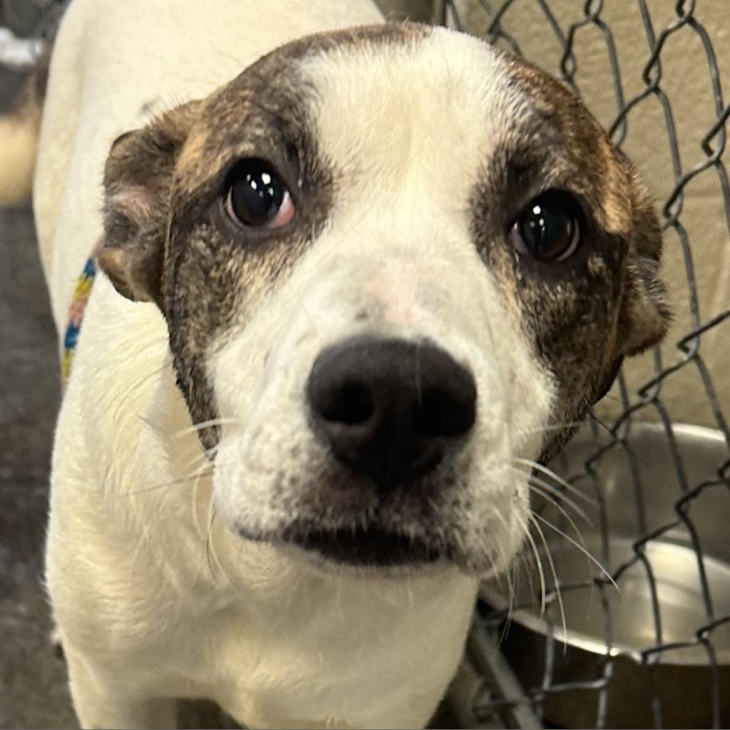 Rosie, an adoptable Collie in Jacksonville, AR, 72076 | Photo Image 1
