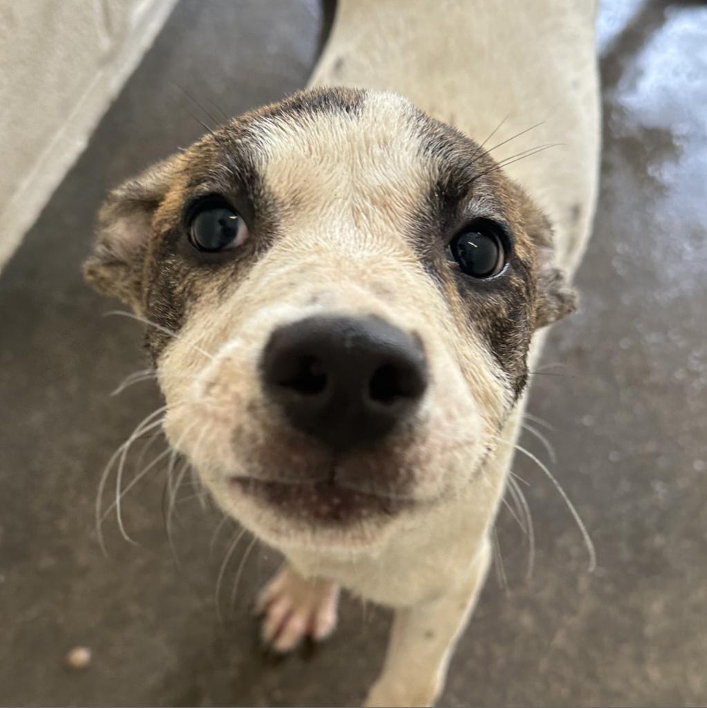 Rosie, an adoptable Collie in Jacksonville, AR, 72076 | Photo Image 2