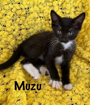 Mizu Domestic Short Hair Cat