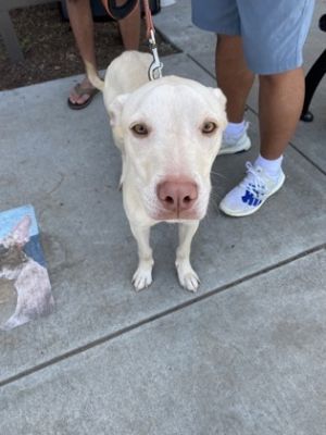 Bart Blaze - IN FOSTER Mixed Breed Dog