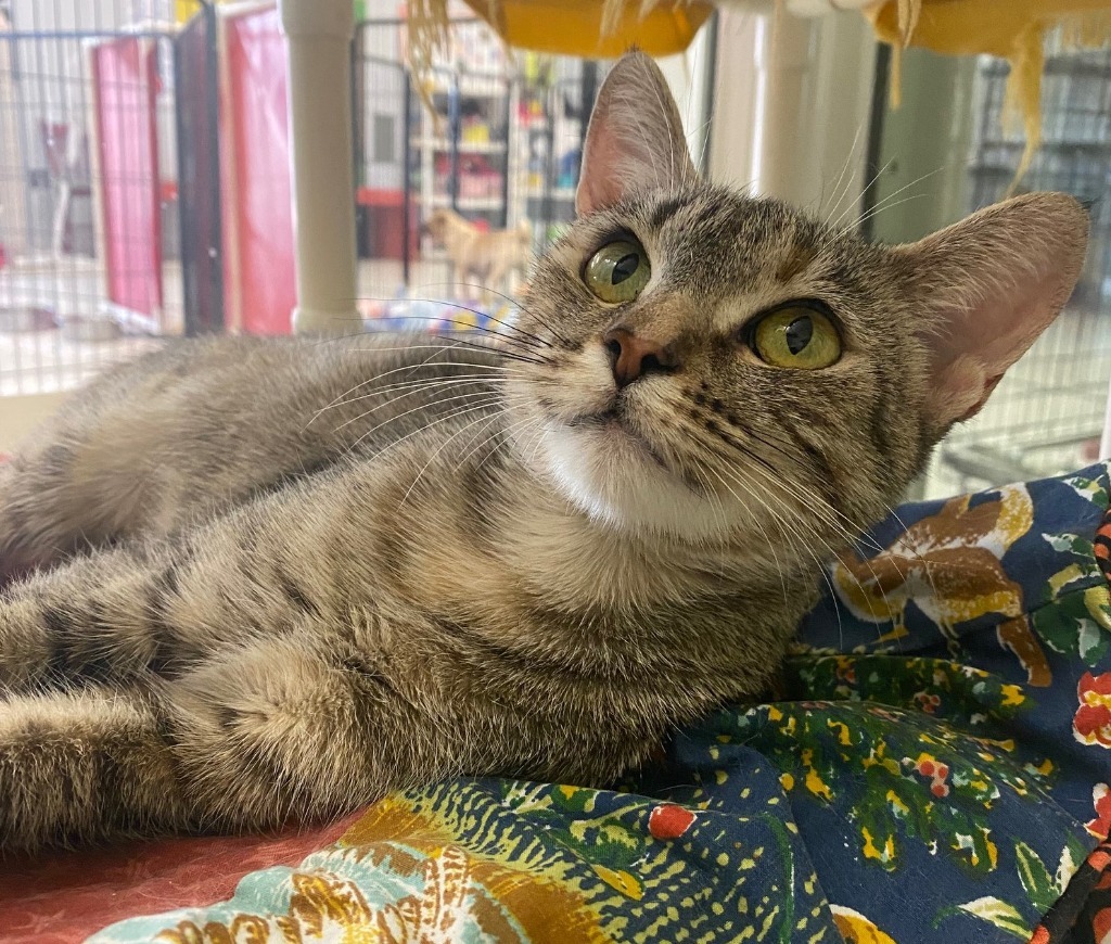 Hashbrown, an adoptable Domestic Short Hair, Calico in Lemoore, CA, 93245 | Photo Image 1