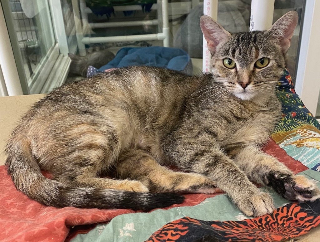 Hashbrown, an adoptable Domestic Short Hair, Calico in Lemoore, CA, 93245 | Photo Image 2