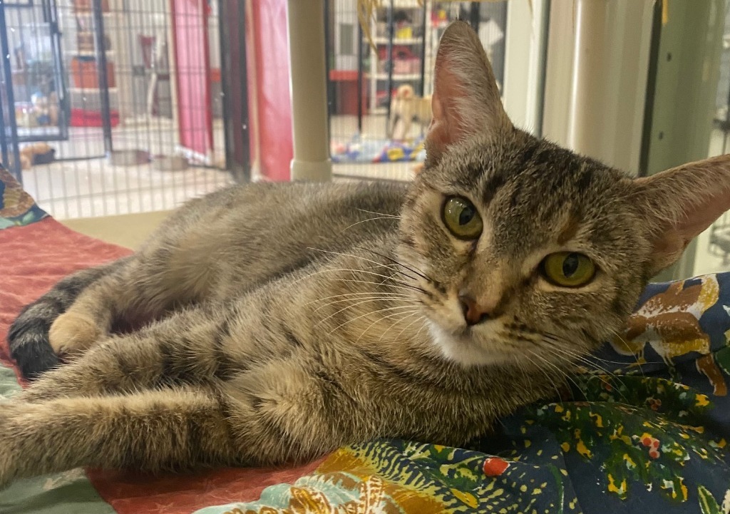 Hashbrown, an adoptable Domestic Short Hair, Calico in Lemoore, CA, 93245 | Photo Image 3