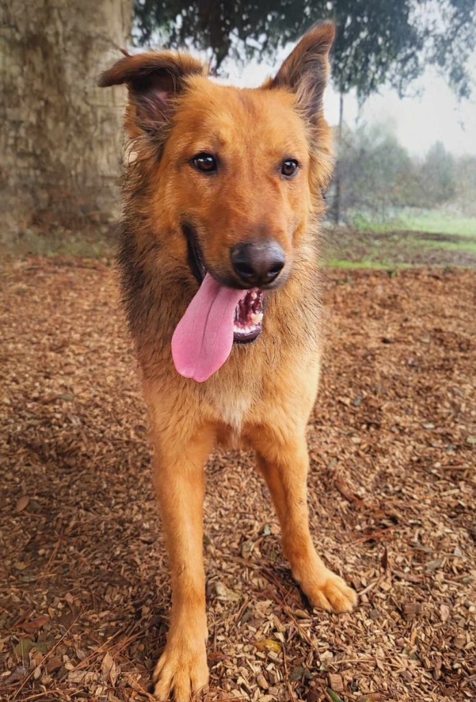 Alf 1