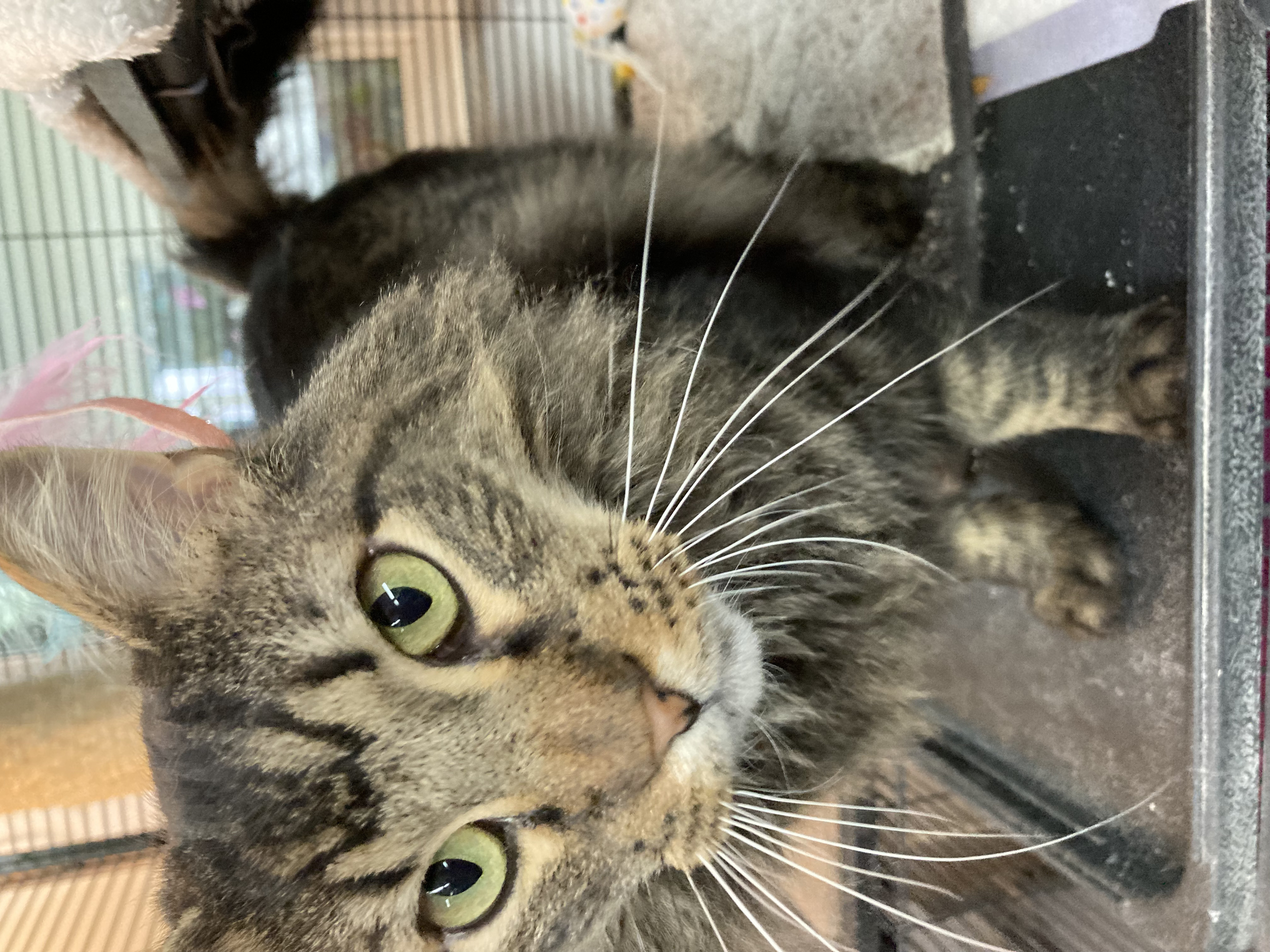 Dodger, an adoptable Domestic Long Hair in Wasilla, AK, 99654 | Photo Image 1