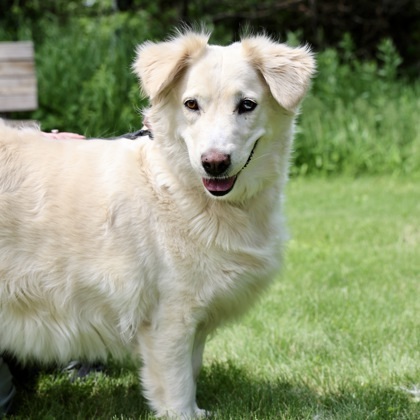 Goldie, an adoptable Golden Retriever, Mixed Breed in Hastings, MN, 55033 | Photo Image 1