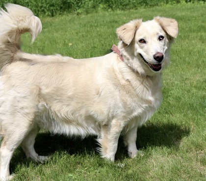 Goldie, an adoptable Golden Retriever, Mixed Breed in Hastings, MN, 55033 | Photo Image 2