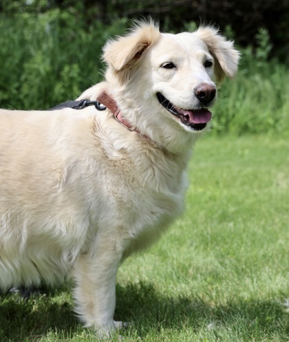 Goldie, an adoptable Golden Retriever, Mixed Breed in Hastings, MN, 55033 | Photo Image 3