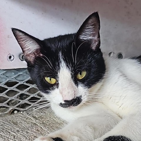 Jenny A, an adoptable Domestic Short Hair in Guaynabo, PR, 00969 | Photo Image 1